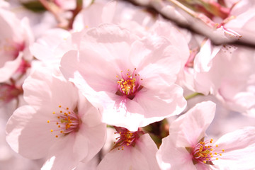 桜の花　ソメイヨシノ