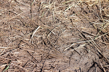 Dead rice on muddy ground