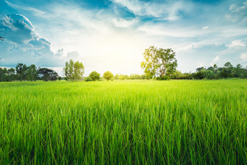 Green Terraced Rice field green grass blue sky cloud cloudy landscape background  in the evening and beam sunset in Asia countryside