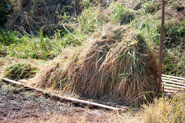 Group of ear of rice or spike on bamboo floor
