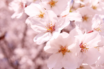 桜の花　ソメイヨシノ