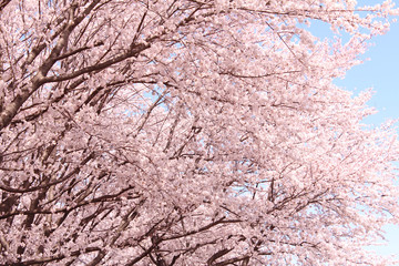 桜の花　ソメイヨシノ