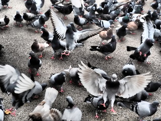 Obraz premium Landende Tauben