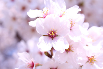 桜の花　ソメイヨシノ