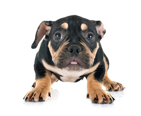 Obraz premium puppy american bully