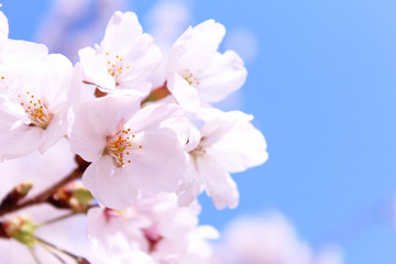 桜の花　ソメイヨシノ © serena_v