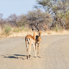 Naklejka premium Impala Rams