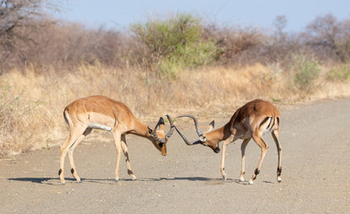 Impala Rams Fighting