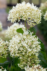  closeup  of a beautiful white hydrangea in garden