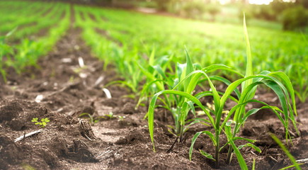 Organic young corn field at agriculture farm with light of sunset.