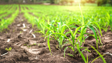 Young corn field. in morning  with sunlight