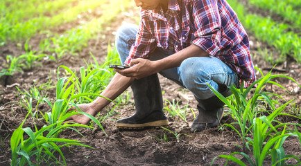 Young male farmer sitting in the corn field and using mobie phone. modern application of...