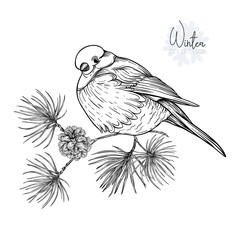 Fototapeta premium Bullfinch. Vector illustration.