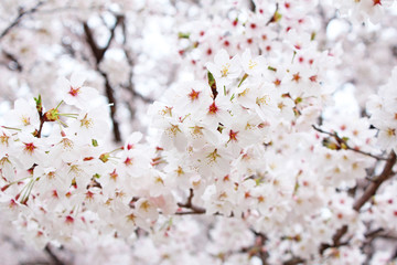 桜の花　ソメイヨシノ