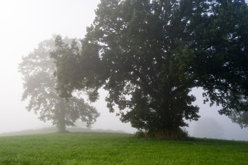 Fototapeta premium Baumgruppe auf Wiese im Nebel