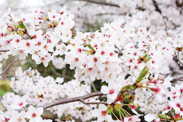 桜の花　ソメイヨシノ