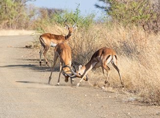 Impala Rams Fighting