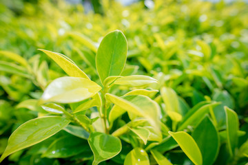 Creative layout made of green leaves. Flat lay. Nature background