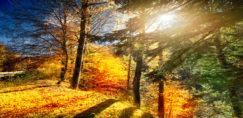 Fototapeta na wymiar Autumn Forest