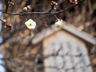 梅の花