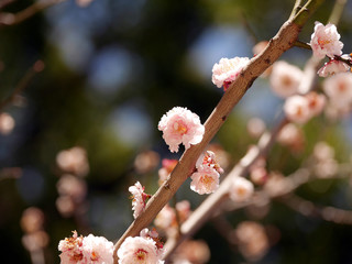 梅の花