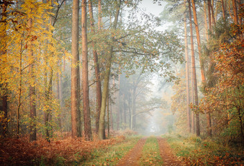 Obraz premium A foggy, moody view of a deciduous forest with leaves changing colors to golden and forest path covered with fallen leaves, tall straight tree trunks on both sides of the path