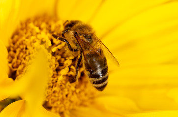 Bee collects honey on a yellow flower