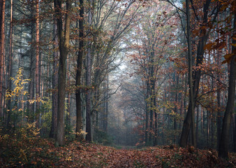 Obraz premium A path in deciduous forest in autumn. Fallen leaves on the footpath, high beech trees, misty morning light. In Poland