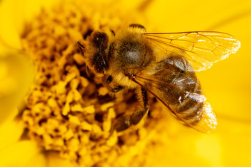 Bee collects honey on a yellow flower
