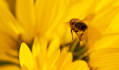 Bee collects honey on a yellow flower