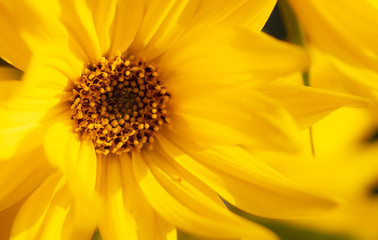 Beautiful yellow flower in the park