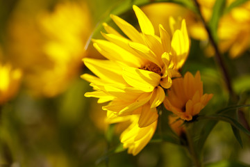 Beautiful yellow flower in the park