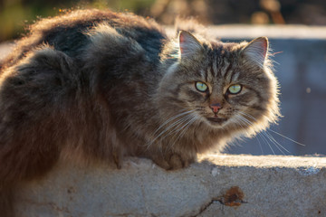 Big fluffy maine coon cat in nature