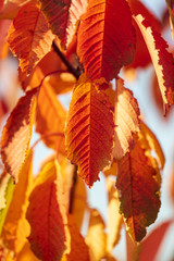 Leaves on the branches of a tree in autumn