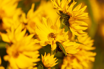 Beautiful yellow flower in the park
