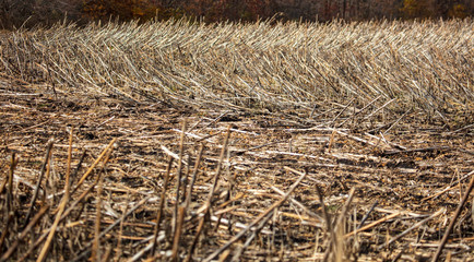 Field with dry mowed sunflower in autumn