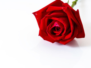 Plakat Red rose isolated on white background