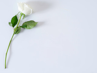 Naklejka na ściany i meble White rose on a white background