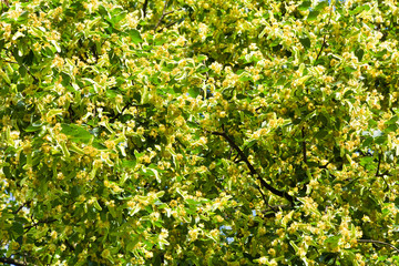 Fototapeta na wymiar View of the lime tree branches during flowering on a sunny day.