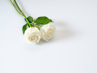 White roses on white background. for Valentine's Day.
