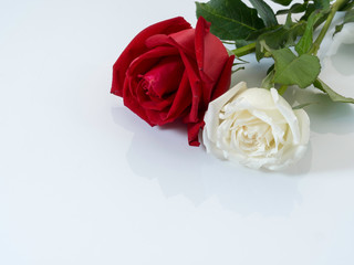 White roses with red roses on white