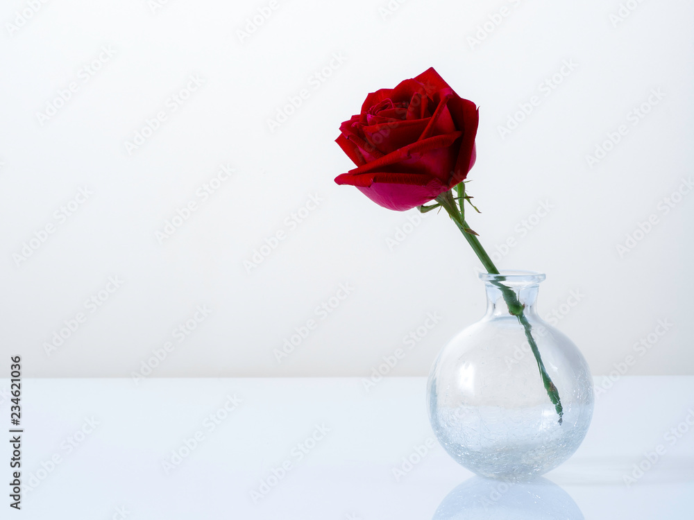 Wall mural single red rose in a glass vase on white