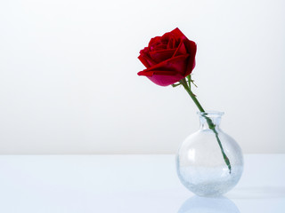 Single red rose in a glass vase on white - Powered by Adobe
