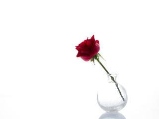 Single red rose in a glass vase on white