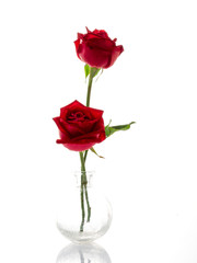 Two red roses in a glass vase on white