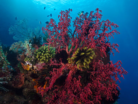 Colorful Reef, farbenfrohes Korallenriff