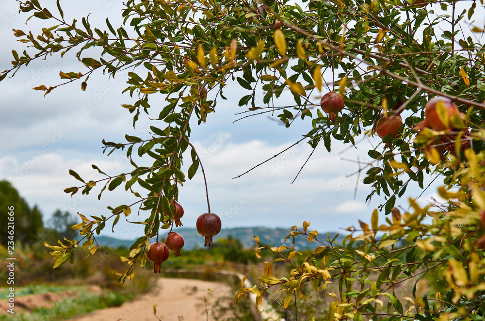 Wall mural pomegranate fruit growing on a green branch