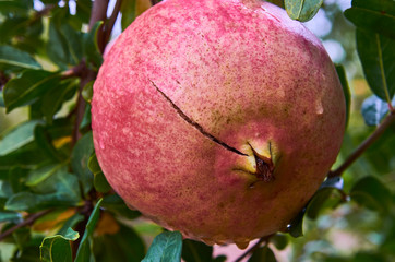 Pomegranate fruit growing on a green branch