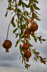 Pomegranate fruit growing on a green branch