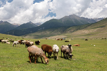 Obraz premium Landschaft im Semyenovka Tal in Kirgistan
